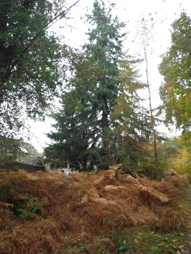 The last Danby pine